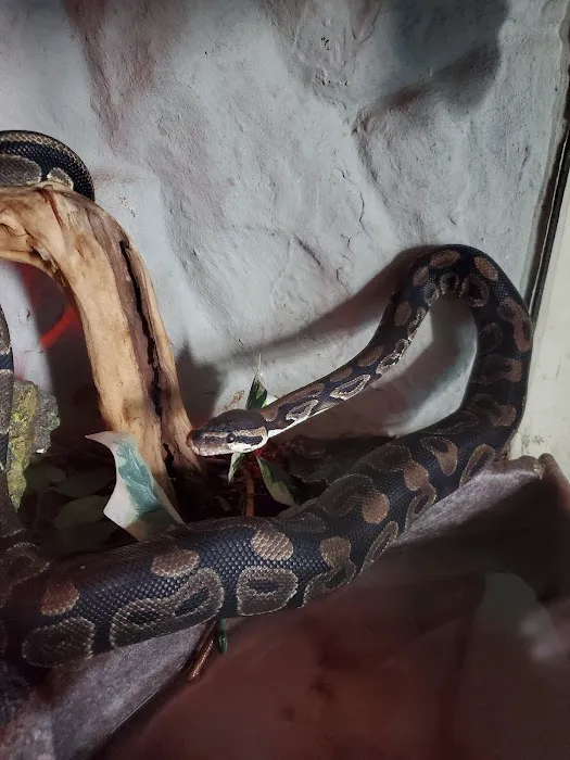 Cold Blooded Pets Picture 10