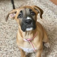 Bayshore Veterinary Hospital ico