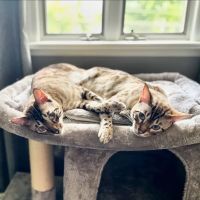 Middletown Animal Hospital ico