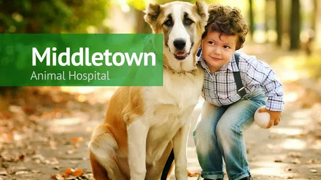 Middletown Animal Hospital Picture 3
