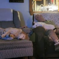 Denise's Pet Center ico