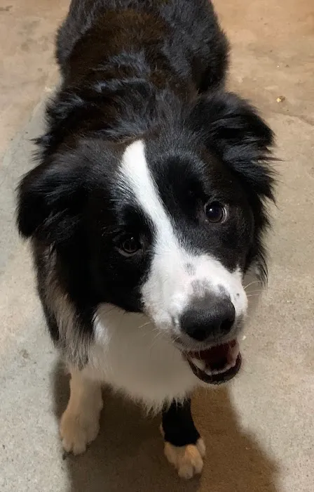 Denise's Pet Center Picture 2