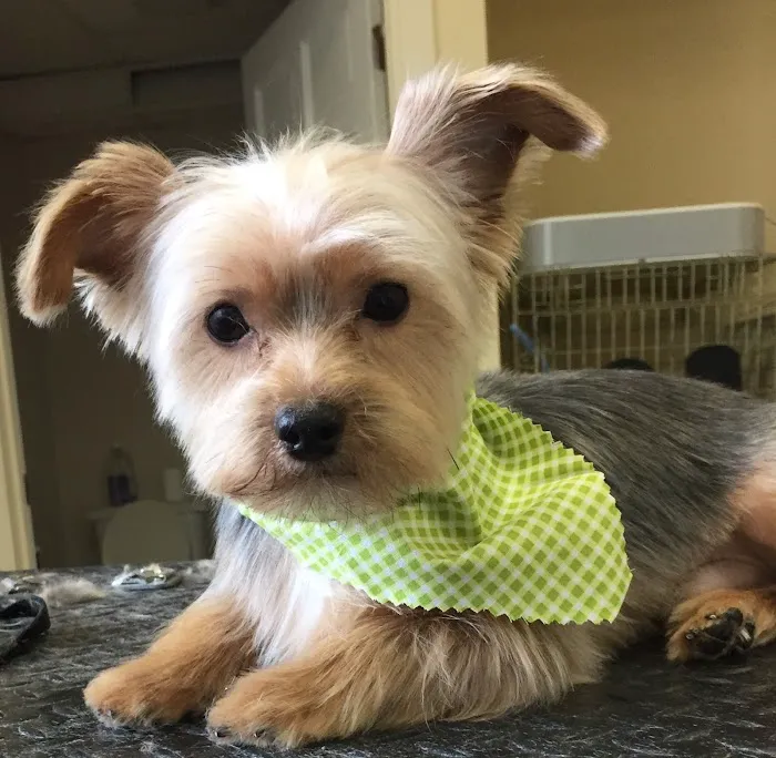 Denise's Pet Center Picture 3