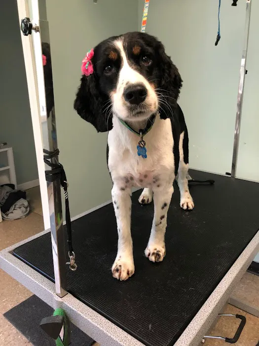 Denise's Pet Center Picture 8