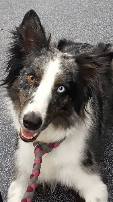 Denise's Pet Center Picture 9