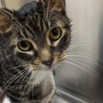 Middletown Animal Hospital: Velazquez Francisco DVM
