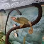 Petco