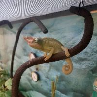 Petco ico