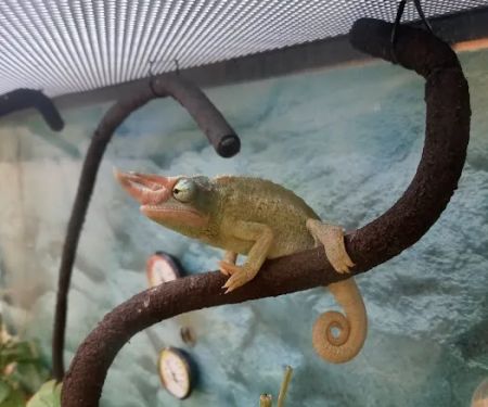 Petco