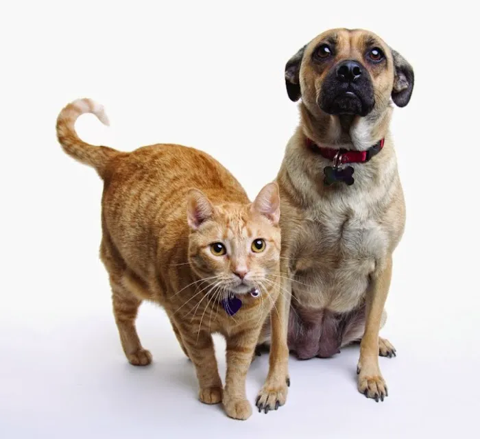 The Spay & Neuter Center of New Jersey Picture 7