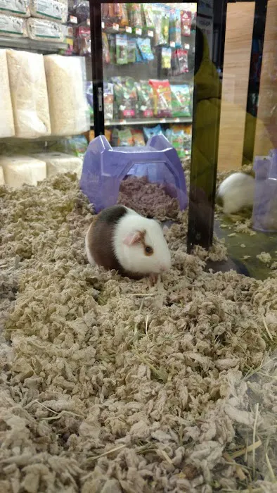 Petco Picture 2