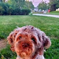 Banfield Pet Hospital ico