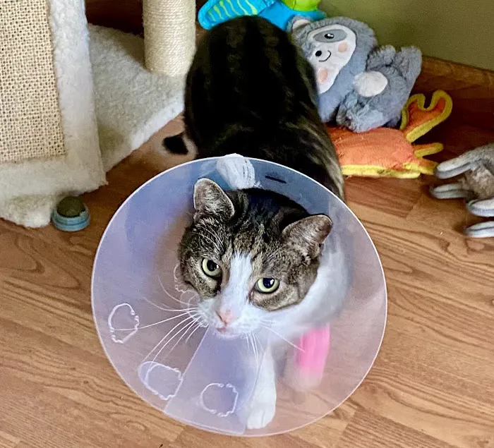Urgent Paws: Pet Urgent Care Picture 1