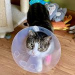 Urgent Paws: Pet Urgent Care