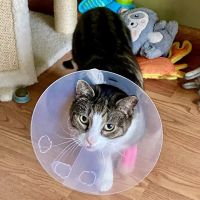 Urgent Paws: Pet Urgent Care ico