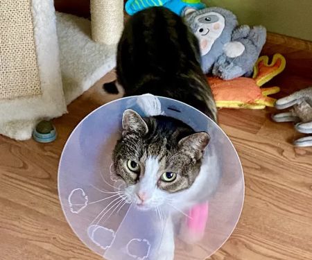 Urgent Paws: Pet Urgent Care