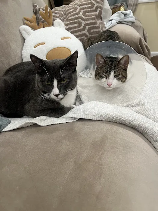 Urgent Paws: Pet Urgent Care Picture 3