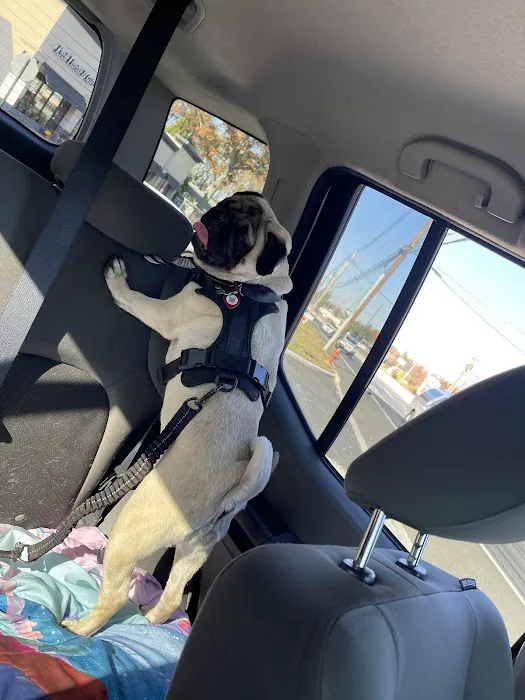 Urgent Paws: Pet Urgent Care Picture 6