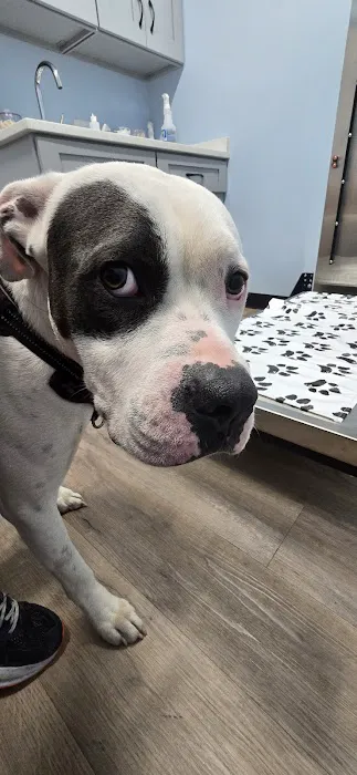Urgent Paws: Pet Urgent Care Picture 7