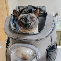 SAVA Animal Hospital ico