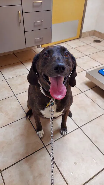 SAVA Animal Hospital Picture 4