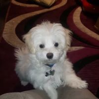 Rabies Clinic ico