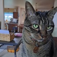 Cedars Veterinary Hospital ico