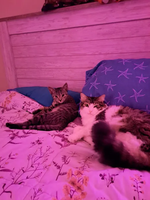 Cedars Veterinary Hospital Picture 9