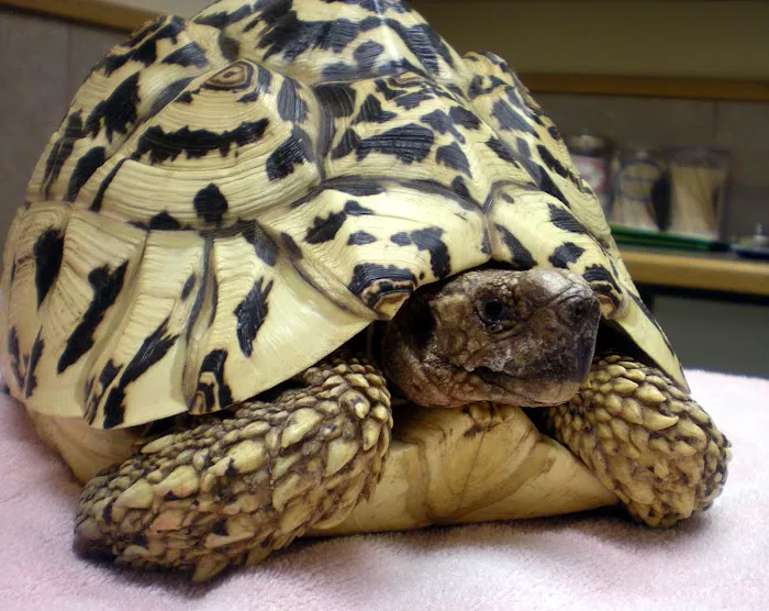 Nautilus Avian & Exotics Veterinary Specialists Picture 6