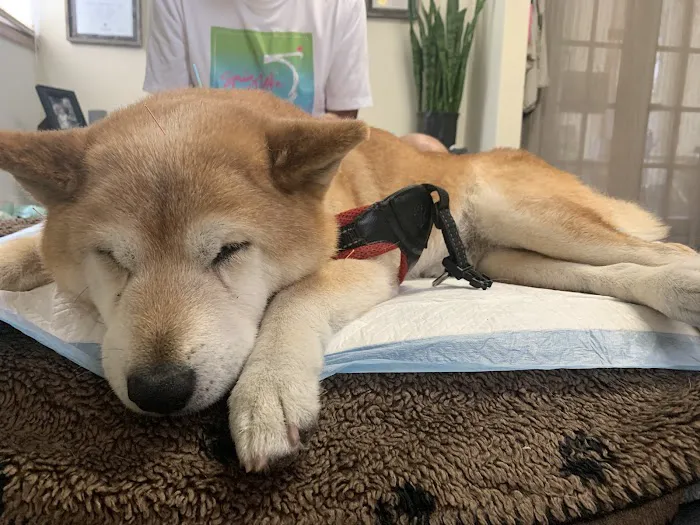 Hands to Paws Picture 1