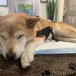 Hands to Paws
