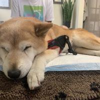 Hands to Paws ico