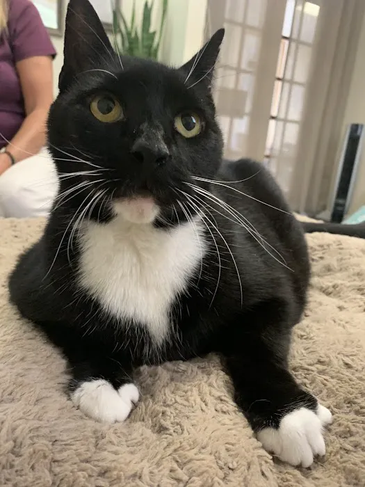 Hands to Paws Picture 6