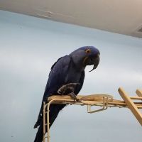 Pet Shop ico
