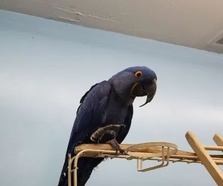 Pet Shop