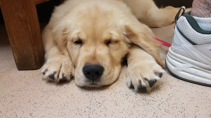 Laurelton Veterinary Hospital Picture 4