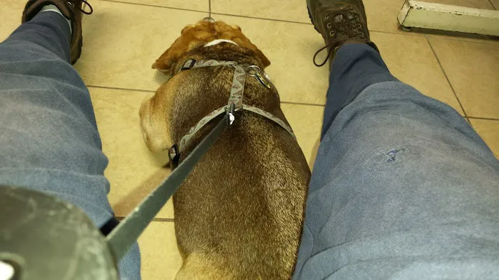 Toms River Animal Hospital Picture 8