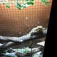 JHA Reptiles ico