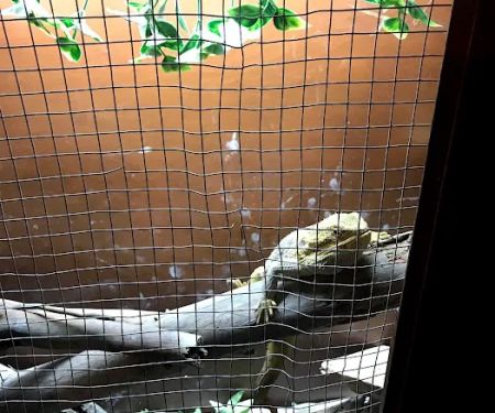 JHA Reptiles