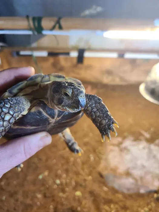 JHA Reptiles Picture 2