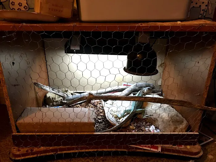 JHA Reptiles Picture 3