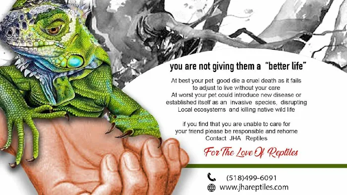 JHA Reptiles Picture 6