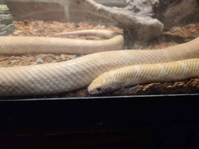 JHA Reptiles Picture 8