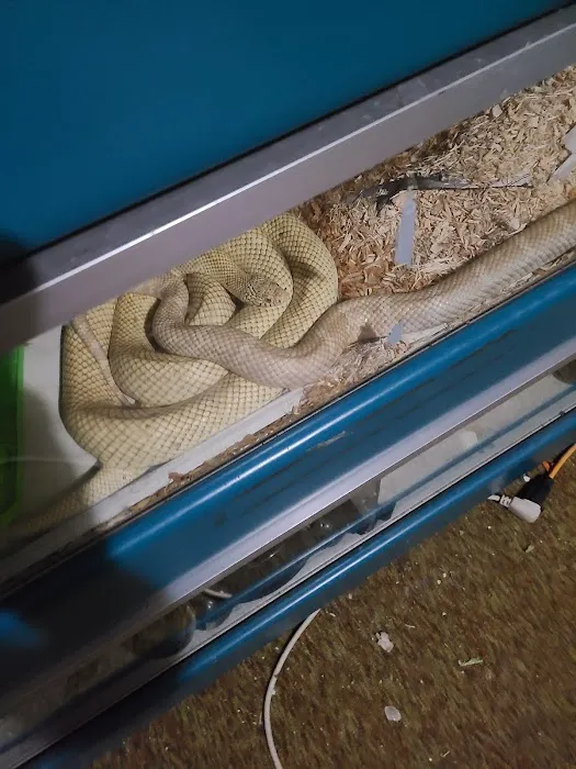 JHA Reptiles Picture 7