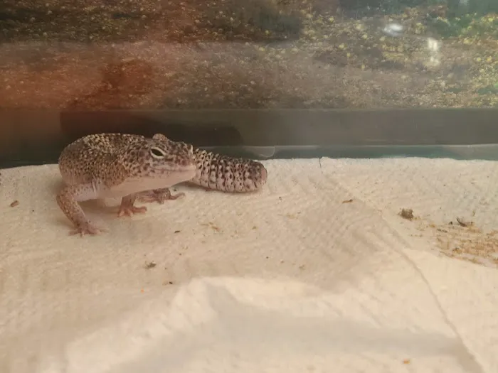JHA Reptiles Picture 10