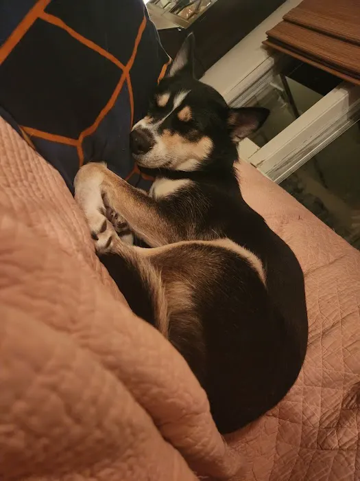 Fetch a Pet Picture 2