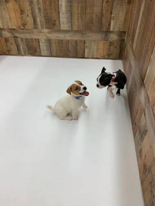 Fetch a Pet Picture 7