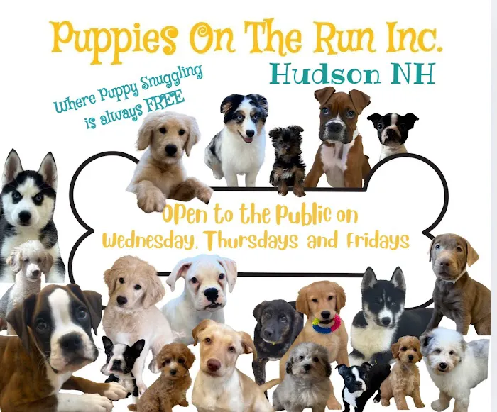 Puppies On The Run Inc Picture 6