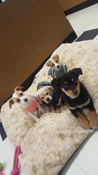Puppies On The Run Inc Picture 9