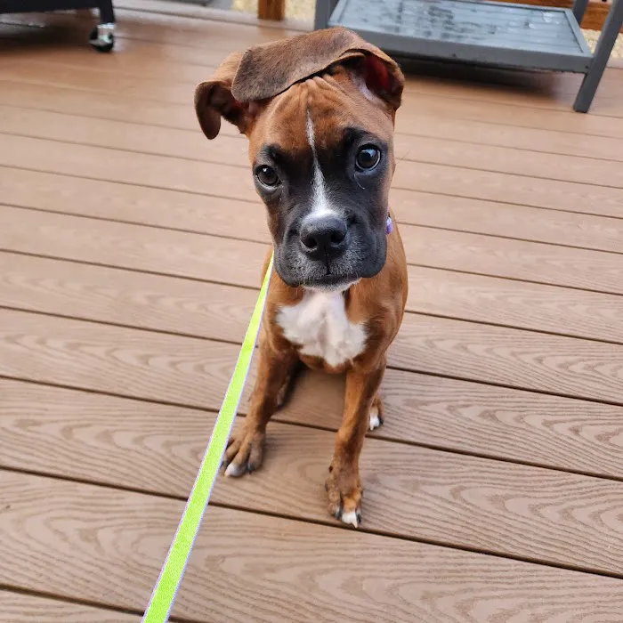 Puppies On The Run Inc Picture 10
